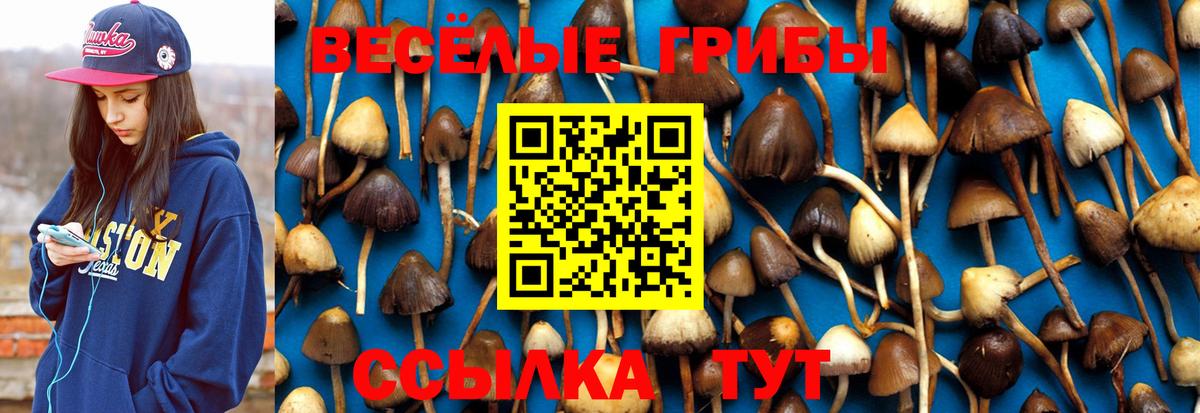 Псилоцибиновые грибы Psilocybe  Вход с VPN  Вичуга 